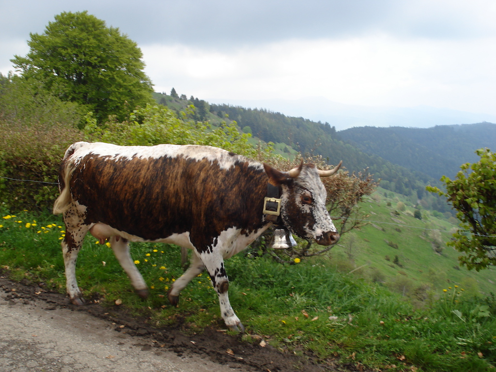 Alsace 2016 50